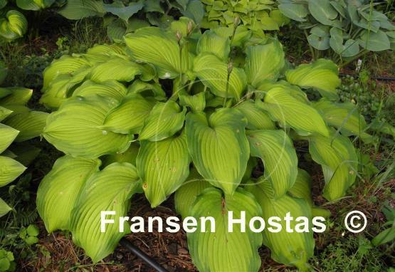 Hosta Journey's End