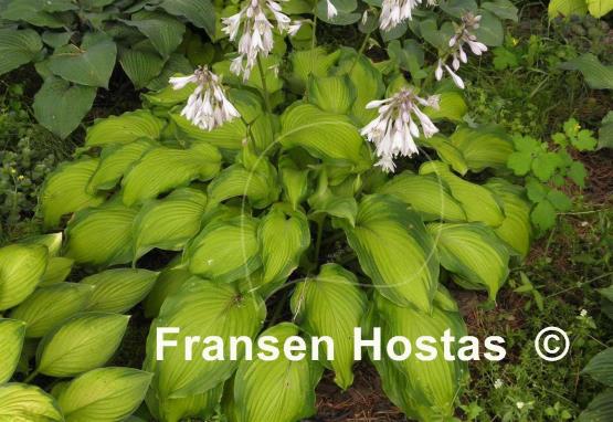 Hosta Journey's End