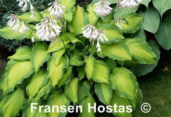 Hosta Journey's End