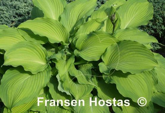Hosta Journey's End