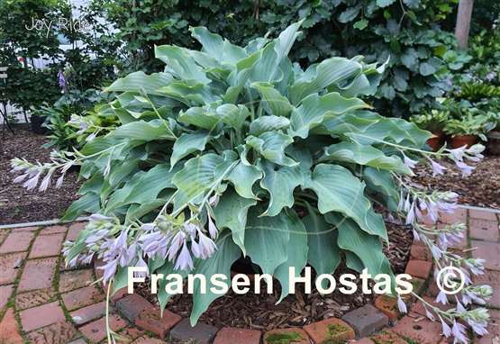 Hosta Joy Ride 