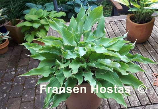 Hosta Joy Ride