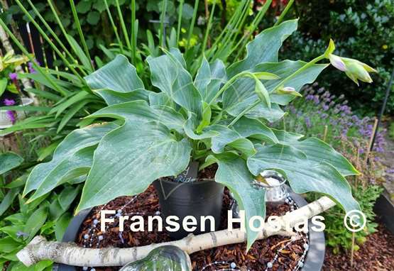 Hosta Joy Ride