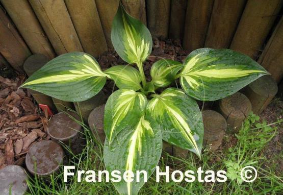 Hosta Joyce Trott