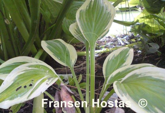 Hosta Joyful