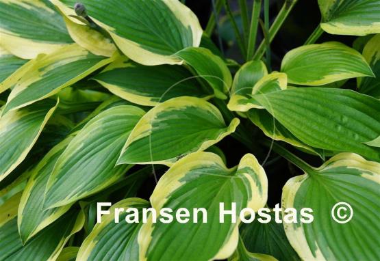 Hosta Jubilee