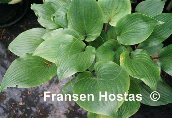Hosta Judy Rocco