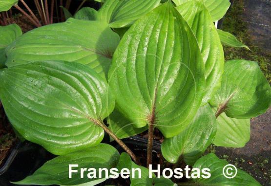 Hosta Judy Rocco