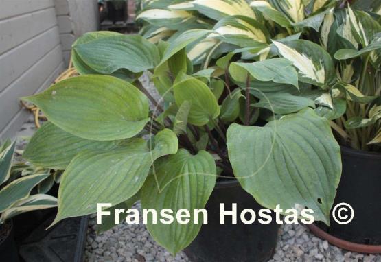 Hosta Judy Rocco