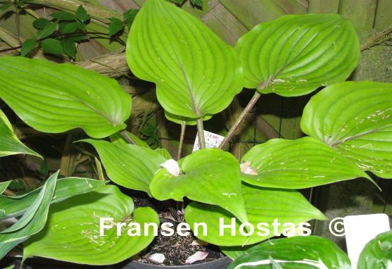 Hosta Judy Rocco