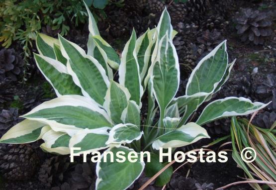 Hosta Juha