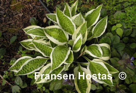 Hosta Juha