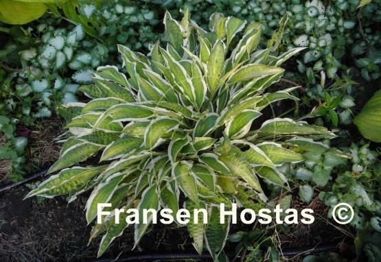 Hosta Juha
