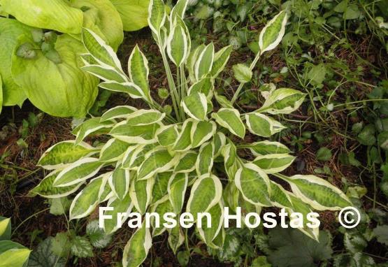 Hosta Juha