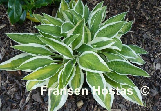 Hosta Juha