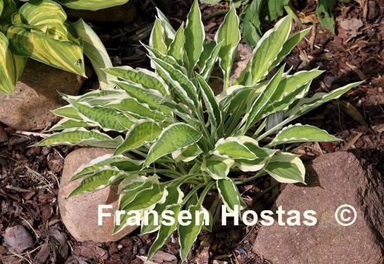 Hosta Juha