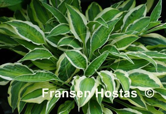 Hosta Juha