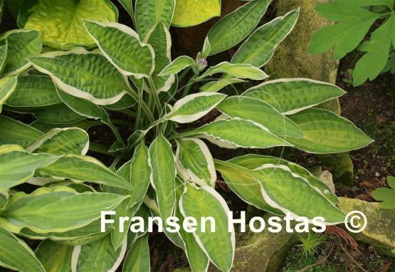 Hosta Juha
