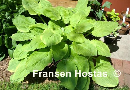 Hosta Jujen