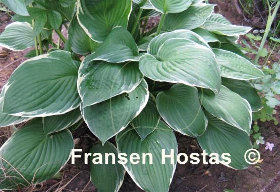Hosta Julia