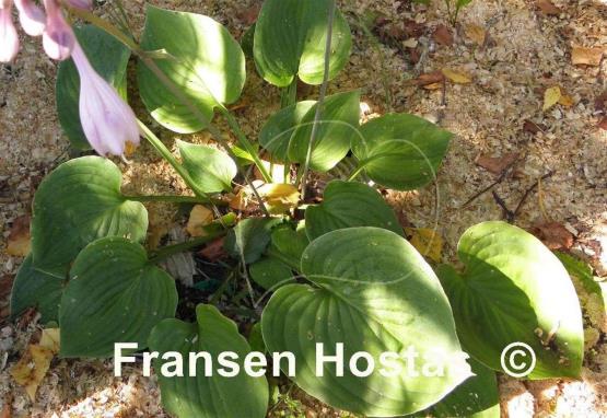 Hosta Jumbo