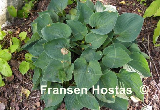 Hosta Jumbo
