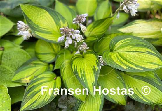 Hosta June Fever