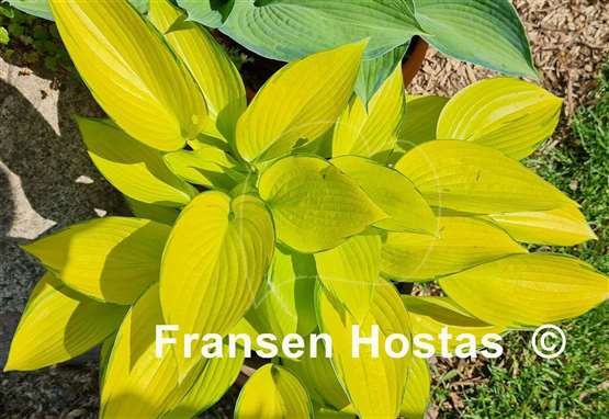 Hosta June Fever