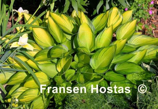 Hosta June Fever