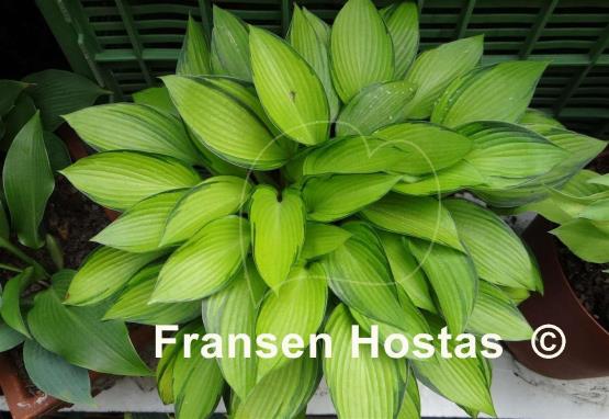 Hosta June Fever