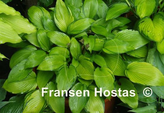 Hosta June Fever