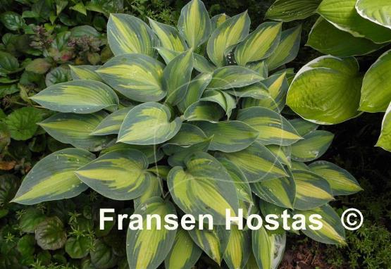 Hosta June Present