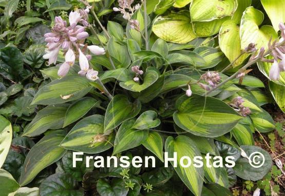 Hosta June Present