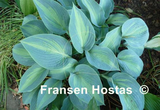 Hosta June Present