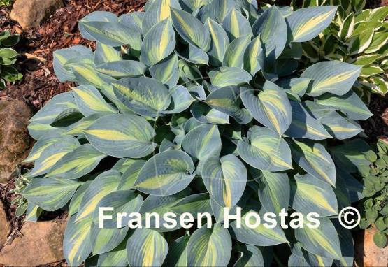 Hosta June Present