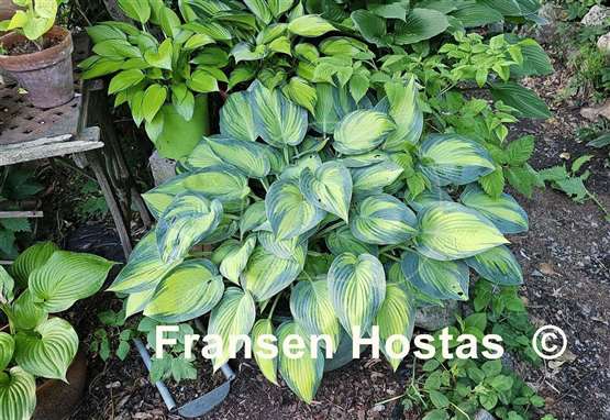 Hosta June