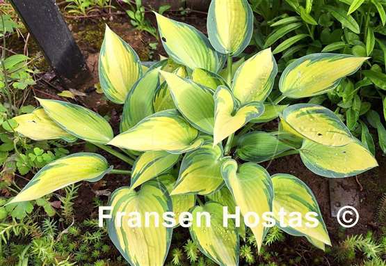 Hosta June