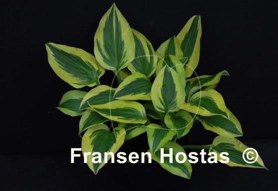 Hosta Junior Miss