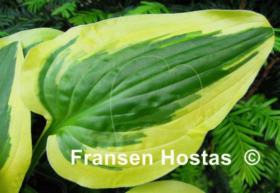 Hosta Junior Miss
