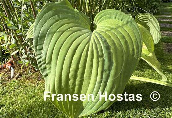 Hosta Jurassic City