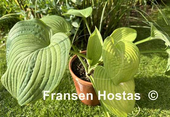 Hosta Jurassic City