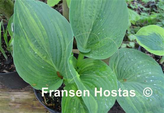 Hosta Jurassic Mutator