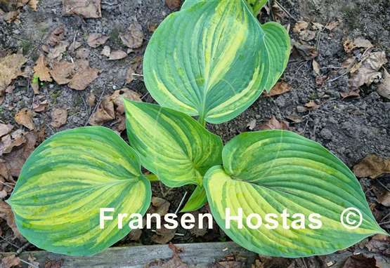 Hosta Jurassic Mutator