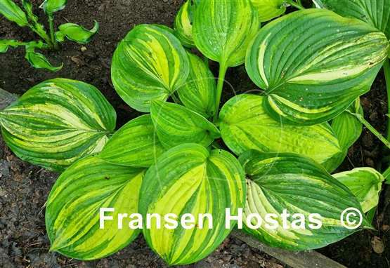 Hosta Jurassic Mutator
