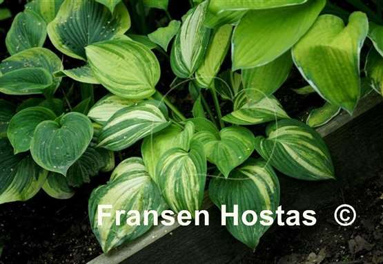 Hosta Jurassic Mutator