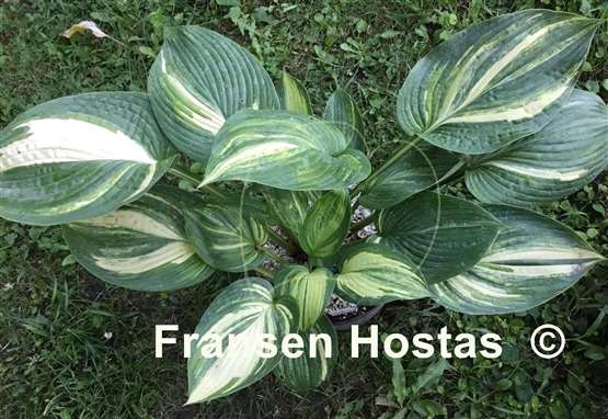 Hosta Jurassic Mutator