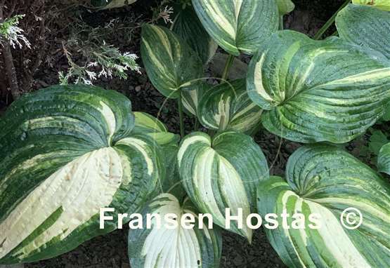 Hosta Jurassic Mutator