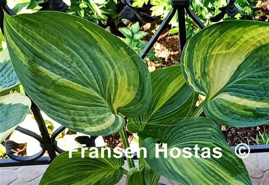 Hosta Jurassic Mutator