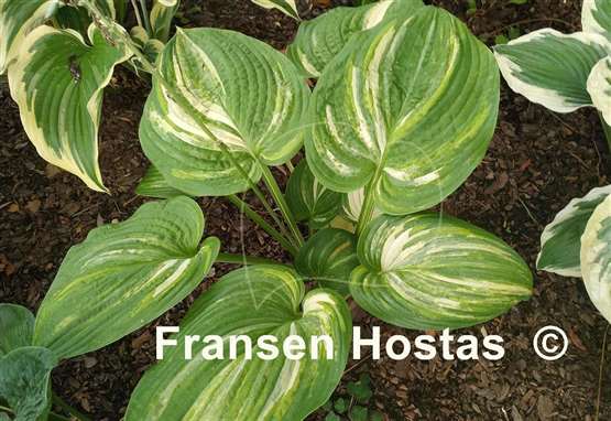 Hosta Jurassic Mutator