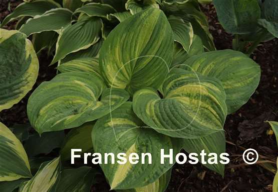 Hosta Jurassic Mutator